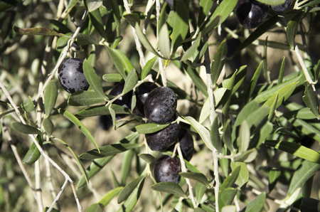 Black olives at olive trees exploitation in the South of Spain.の写真素材