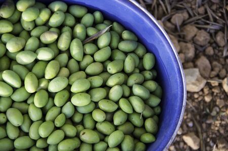 Green olives at olive trees exploitation in the South of Spain.