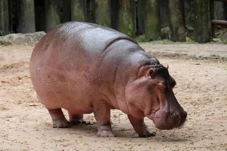 cute and happy hippopotamus stand alone