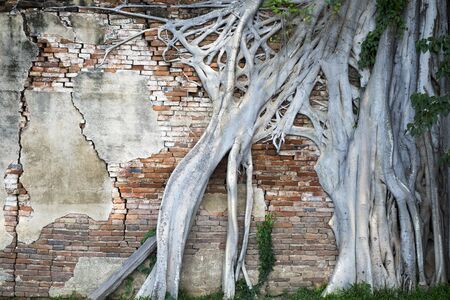Root tree penetrates old red brick wallの写真素材