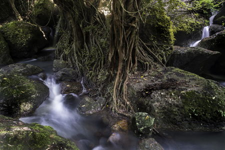 View of mountain glade, river and tree with big root on the waterfall in Thailand.の写真素材