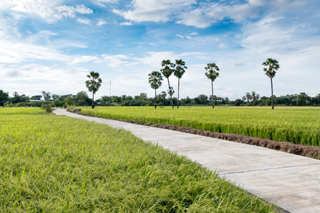 Aerial view of long concrete walkway in green rice field in rural Thailand.の写真素材