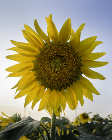 close up of Sunflower on shiny clear skyの写真素材