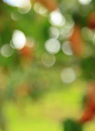 bokehの写真素材