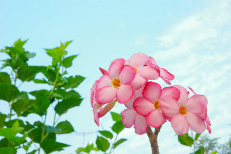 Adenium flowers.の写真素材
