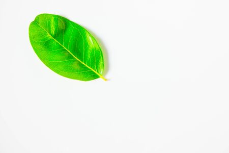 The green leaves.の写真素材