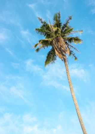 Coconut tree with bright sky background.の写真素材