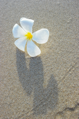 White frangipani on the surface of the sand.の写真素材