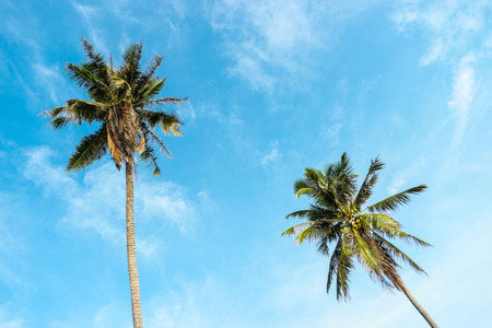 Two Coconut tree with bright sky background.の写真素材