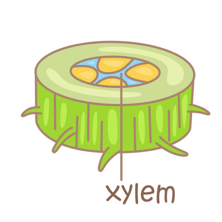 Alphabet X For Xylem Vocabulary School Lesson Cartoon Illustration Vector Clipart Stickerのイラスト素材
