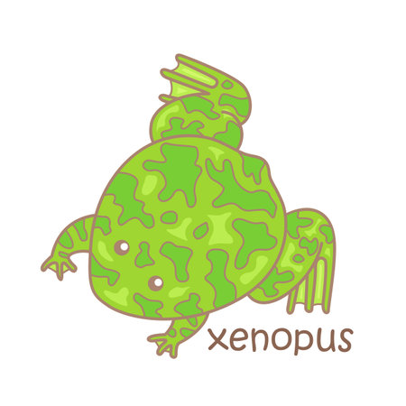 Alphabet X For Xenopus Vocabulary School Lesson Cartoon Illustration Vector Clipart Stickerのイラスト素材