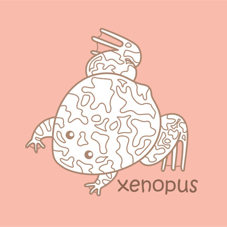 Alphabet X For Xenopus  Vocabulary School Lesson Cartoon Digital Stamp Outlineのイラスト素材