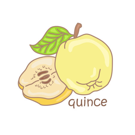 Alphabet Q for Quince Vocabulary School Lesson Cartoon Illustration vector Clipart Stickerのイラスト素材