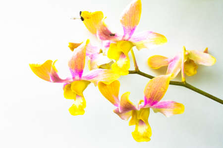 orchidの写真素材