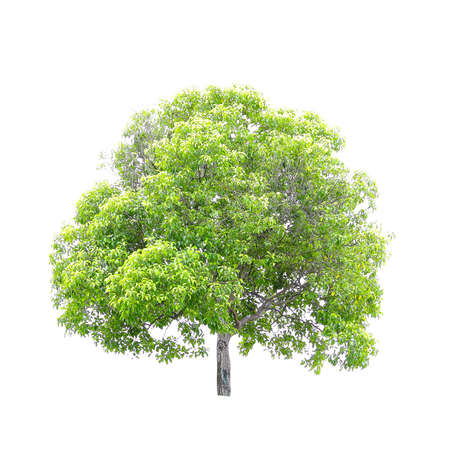 Trees  on white background
