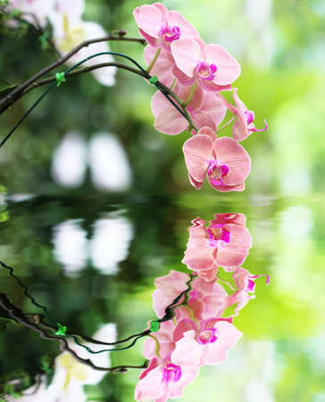 Pink orchid flower and reflection in the Water
