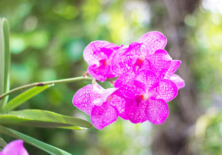 Pink orchid flowerの写真素材