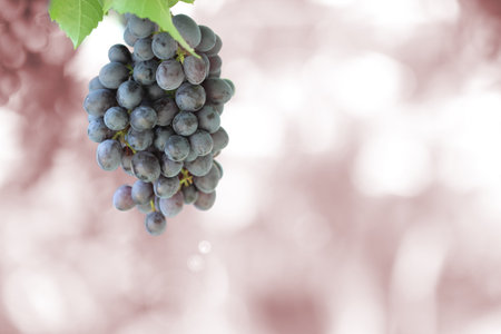 Bunch of black grapes on vineの写真素材