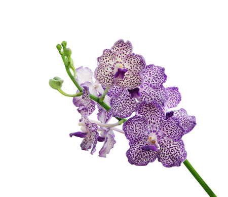 Purple Orchid Flower isolated on white backgroundの写真素材