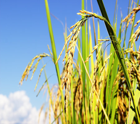 rice fieldの写真素材