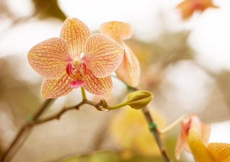 orchid flowerの写真素材