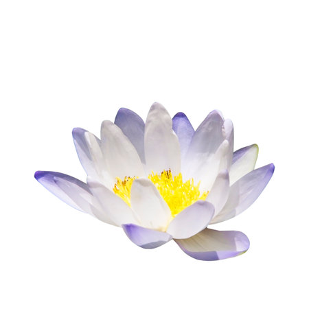 lotus flower isolate on white background,Lotus buds Lotus flower and Lotus flower plants.の写真素材