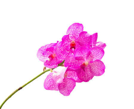 Pink orchid flowerの写真素材