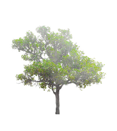 Trees  on white background