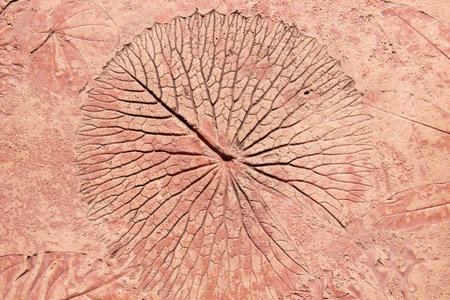 marks of leaf on the concreteの写真素材