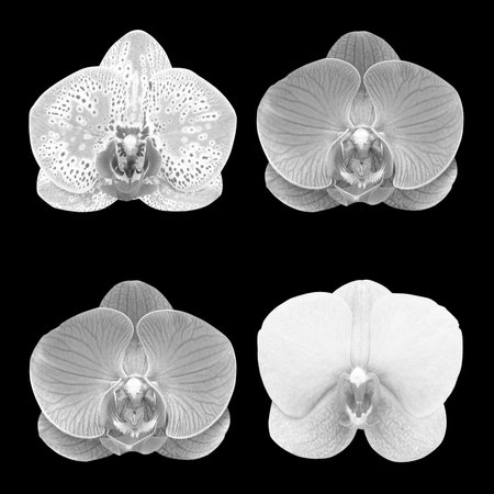 Grey orchid isolated on black backgroundの写真素材