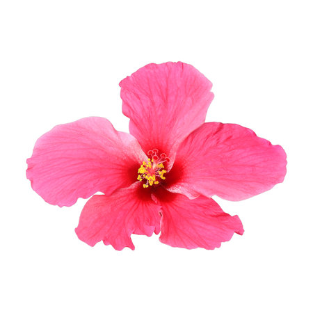 Pink hibiscus isolated on white backgroundの写真素材