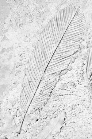 old marks of leaf on the gray concrete backgroundの写真素材