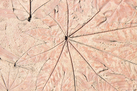 marks of leaf on the concreteの写真素材