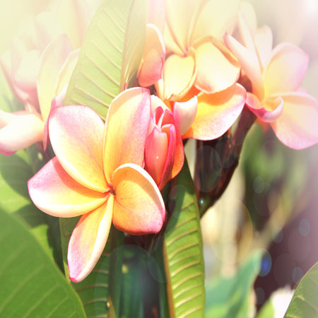 Plumeria flowerの写真素材