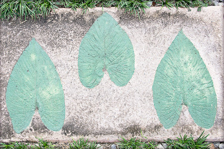 Marks of leaf on the concrete pavement.