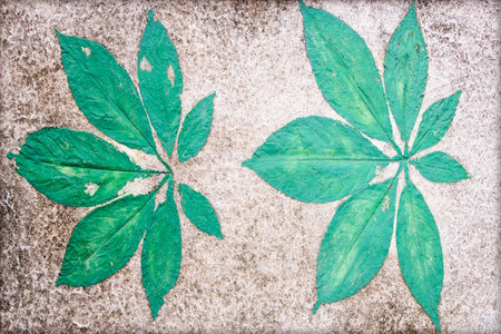Marks of leaf on the concrete pavement.の写真素材