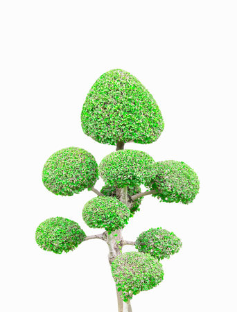 bonsai tree on white backgroundの写真素材