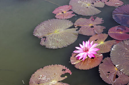 Pink Lotus flower on the Riverの写真素材