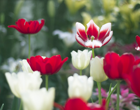  tulips flowerの写真素材
