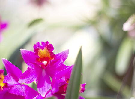 Beautiful purple orchidの写真素材