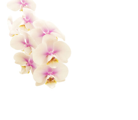 orchid flower Isolate on white backgroundの写真素材