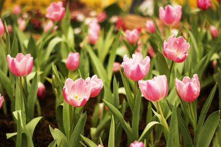  tulips in the parkの写真素材