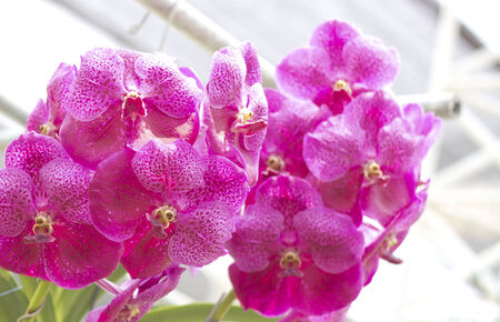 Beautiful purple orchidの写真素材