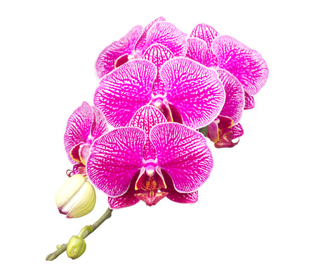 purple orchid flower on white backgroundの写真素材