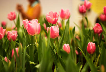  tulips in the parkの写真素材