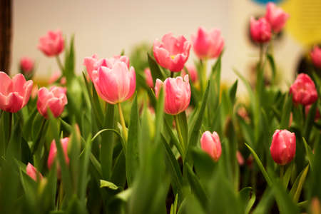  tulips in the parkの写真素材