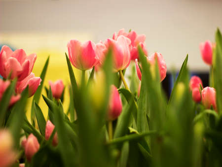  tulips in the parkの写真素材