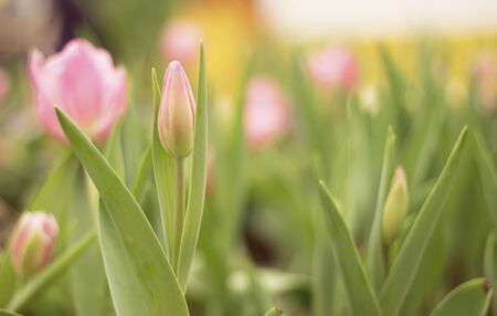  tulips in the parkの写真素材