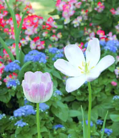  tulips flower in the parkの写真素材