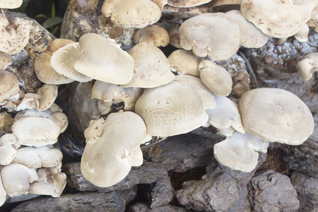 Mushrooms in the mushroom farmの写真素材